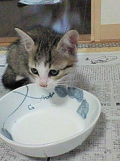 cat