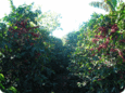 CR09L1-3
