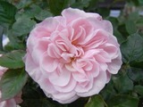 R0011656