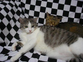 �ڥ��ڥ�