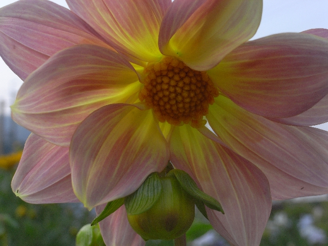 Ä«¤Î¤´Ë«Èþ7