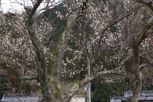 梅は咲いたか