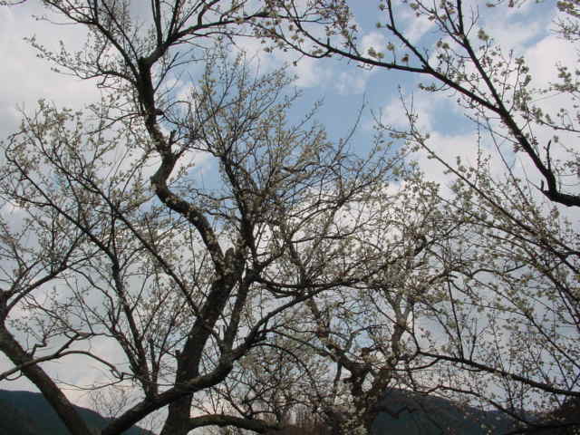 Ȭʬ�餭