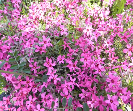 芝桜