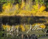 紅葉風景、伸、10−25−09、1ウェブ