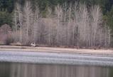 Lake Siskiyou, 1-10-10, 6 web