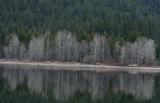 Lake Siskiyou, 1-10-10, 8 web