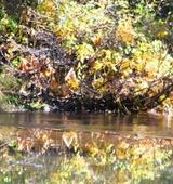 Cattle Camp, 10-16-09, 12, web
