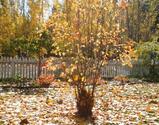 庭の紅葉、10−21−09、1ウェブ