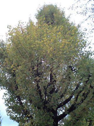 CA3A0008