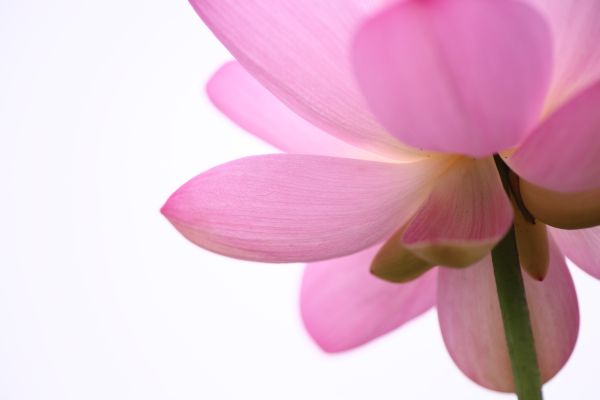 IMG_3462