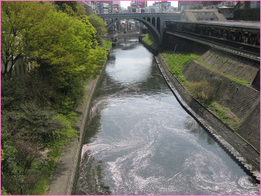 御茶ノ水 桜
