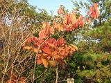 紅葉