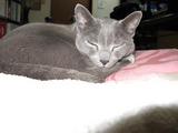 ねこ