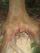 木