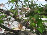 葉桜