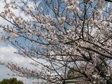 桜３