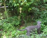 ねこ２