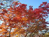 nikko5