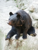 tukinowaguma
