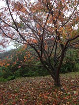 DSC09419