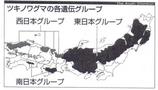 kumanobunpu