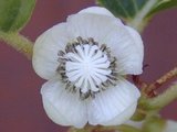 �ޤ��Ӥβ�