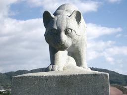 Iriomote05