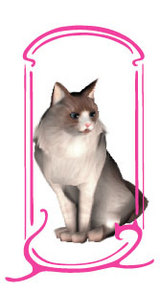 Uranai_Ragdoll