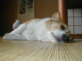 INU