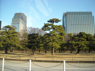 皇居前の松　丸の内ビル街