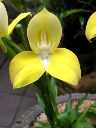 orchid