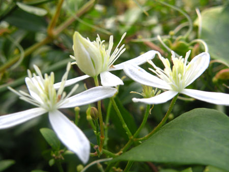 Clematis