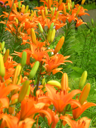 lily