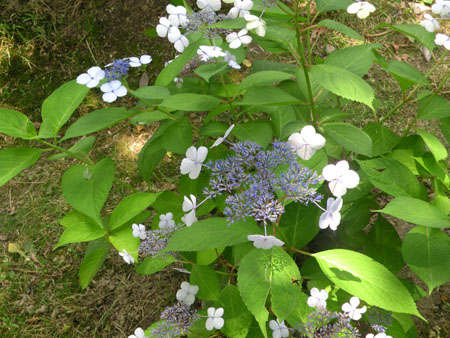 hydragea