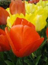 Flower02