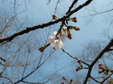 開花宣言、岡山後楽園の桜の花開く。 2009.3.21