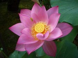 ¨��ϡ�ʤ����Ҥ��ˤȥߥĥХ���̪�ν�����2008.7.20