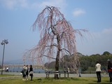 ��ͫ��ڤλ޿��� 2007.3.28