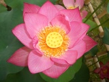 ��ϡ��ʤ����󤻤ġˤ˸���