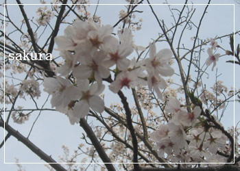 sakura