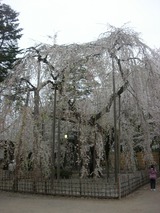 臥姫桜2