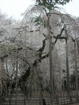 真間山臥姫桜