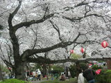 里見公園有名さくら