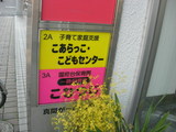 こあらっこ