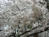 里見公園さくらどアップ