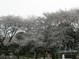 里見公園2