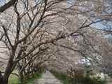 sakura1
