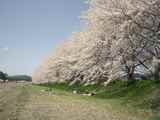 sakura2