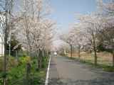 sakura5